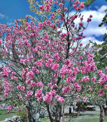 hunza spring tours