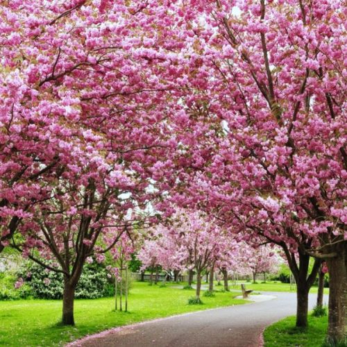 shillong-cherry-blossom